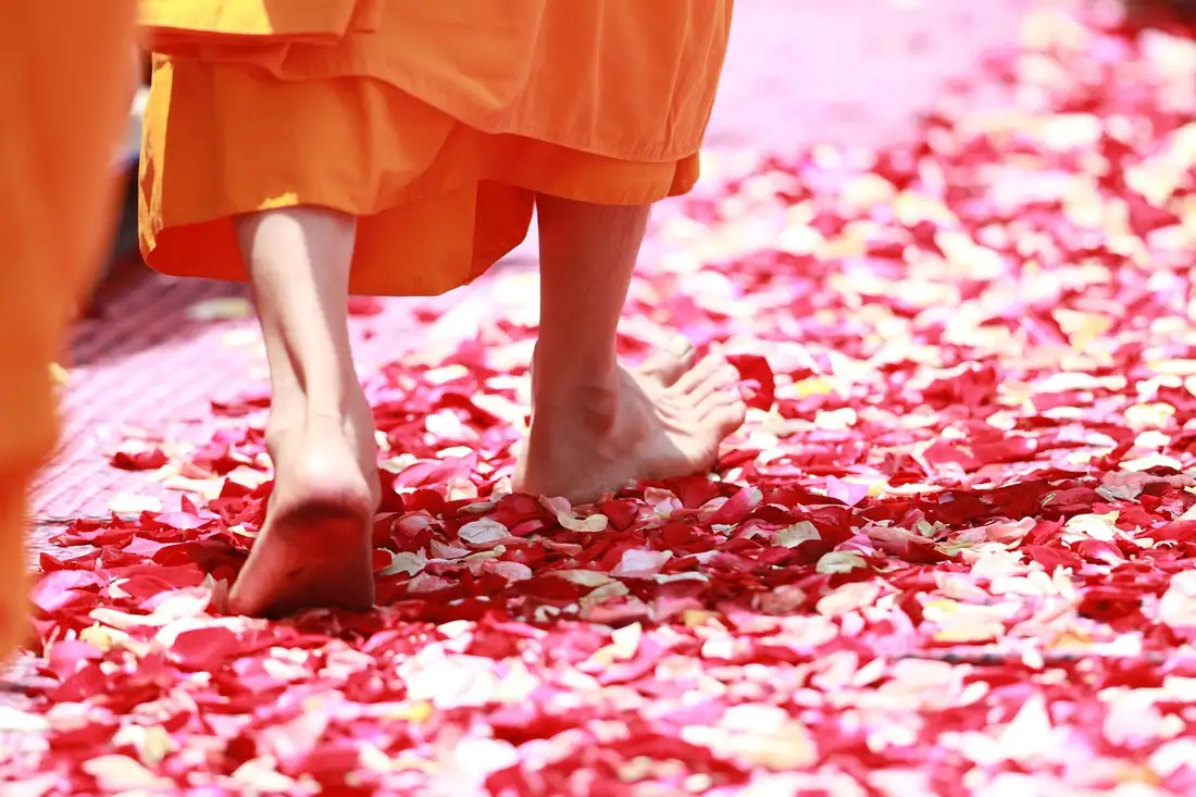 Monks walking barefoot across a carpet of rose petals, the formal end of Thai politeness